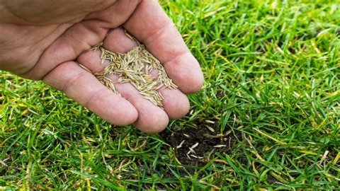 Can you plant grass seed on wet soil? check this out – plant grass seed before or after rain