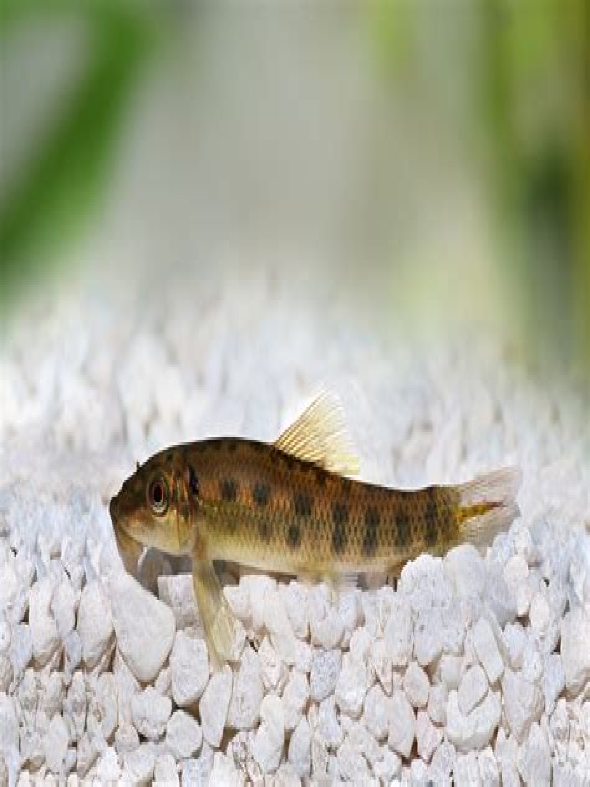 chinese algae eater