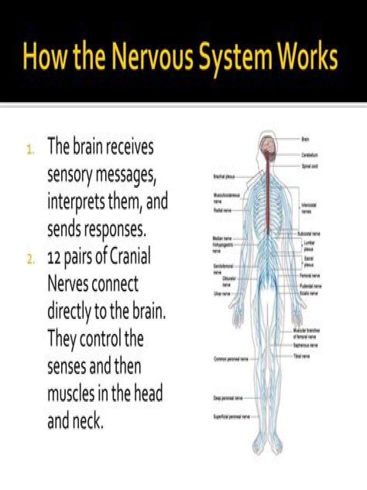 How does the nervous system work with skeletal system?