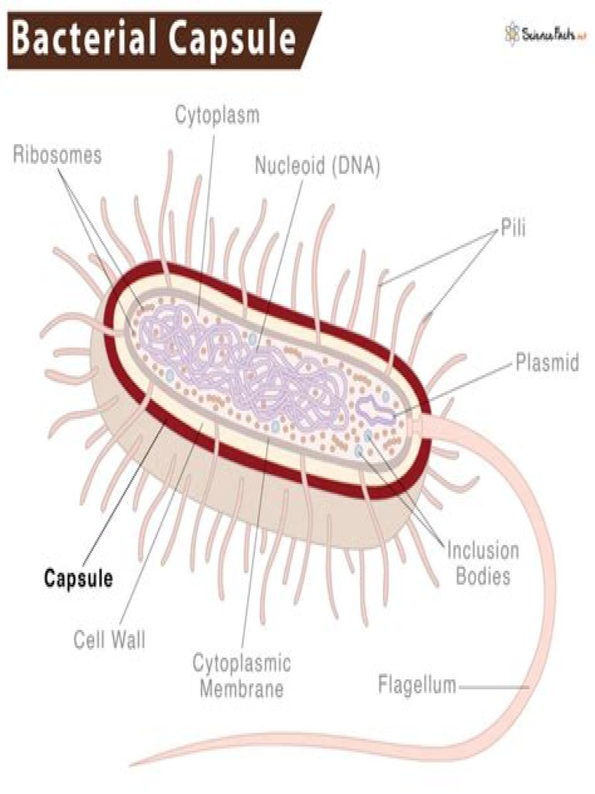 What is a bacterial capsule?