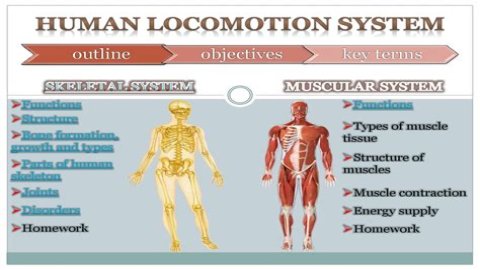 What is locomotion in the human body