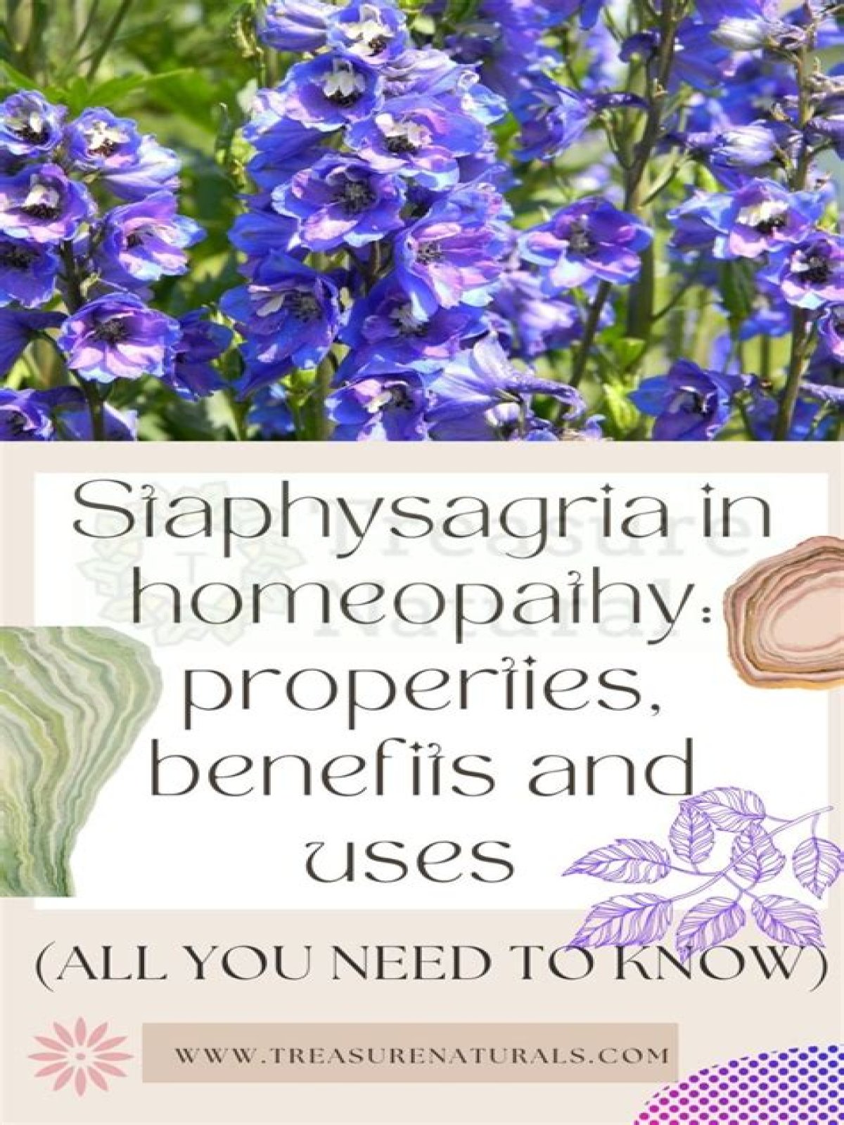 What is Staphysagria used for in homeopathy?