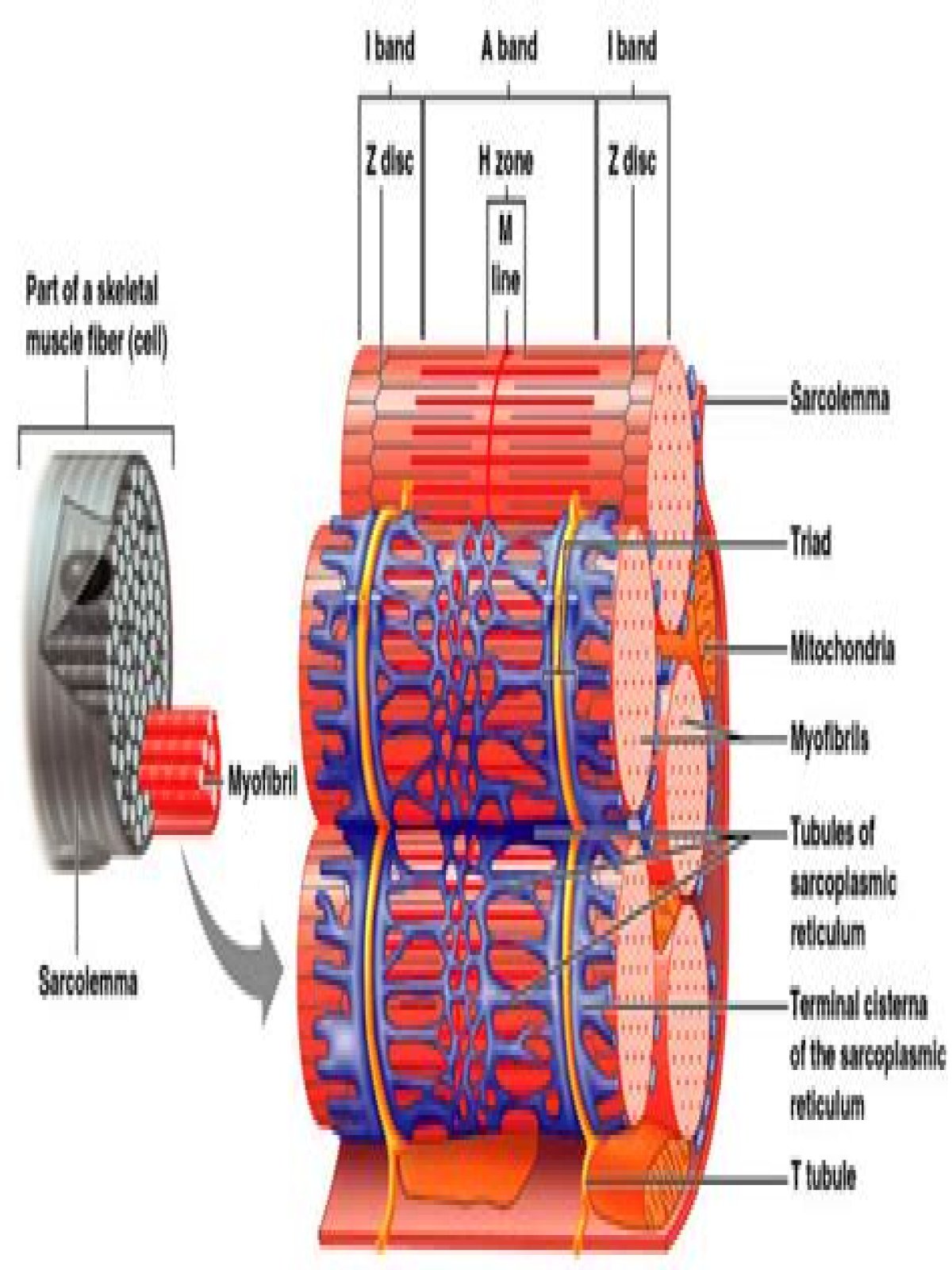What is the microscopic anatomy of skeletal muscle?